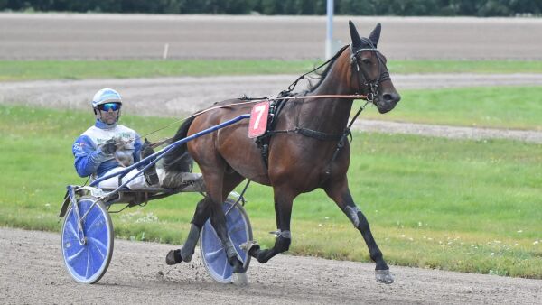 Tvangsstryker hestene