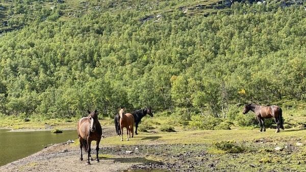 Har sju hingster å velge mellom