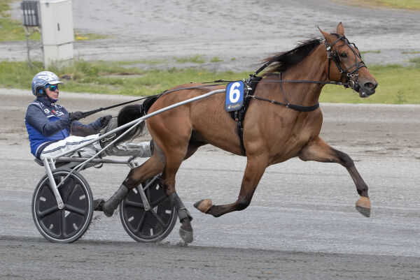 Forventer en ny hest