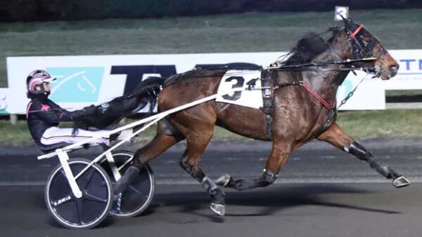 Kulthest til Solvalla?