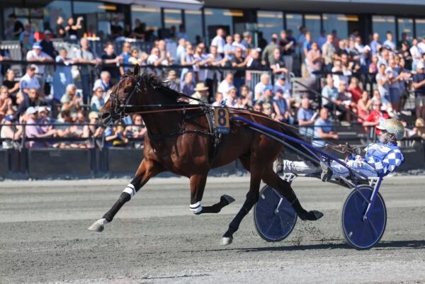 Westergaard-stjerne til Gocciadoro